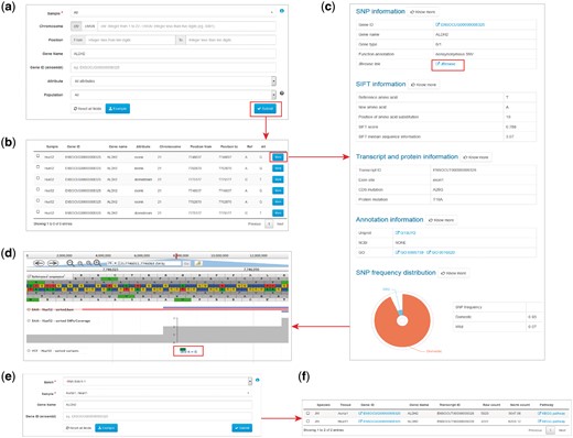 Examples of variant and expression search. (a) Entry of variant search. (b) Results of variant search. (c) Extended results of variant search. (d) Display of the variant with JBrowse. (e) Entry of expression search. (f) Result of expression search.