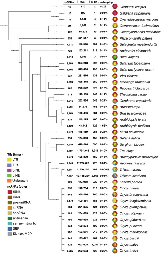 Phylogenetic tree from genomes with ncRNA-TE overlaps. The circular graphs describe the proportion of TE and ncRNA types in their inner and outer rims, respectively. This figure is also available at http://planc-te.cp.utfpr.edu.br, in which there is an interactive graphic representation.