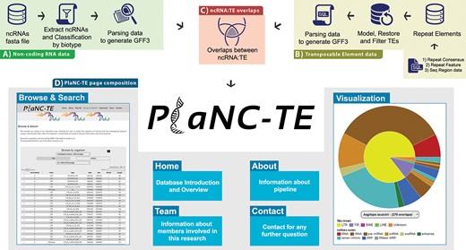 PlaNC-TE workflow: (A) ncRNA data obtention and generation of a GFF3 file. (B) Steps to obtain and filter TE data to generate a GFF3 file. (C) Overlaps between ncRNAs and TEs. (D) PlaNC-TE page composition and functionalities.
