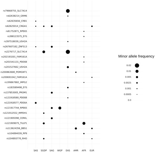 MAF distribution of RP variants. AFR, African; AMR, American; EAS, East Asian; EUR, European; SAS, 1000K South Asian.