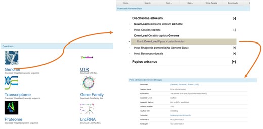 The Download page of WaspBase. The genomes, transcriptomes and OGSs of parasitic wasps and insect hosts are provided together for the convenience of download.