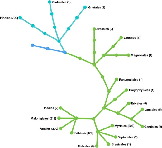 Phylogenetic representation of the forest tree orders held in the TreeGenes