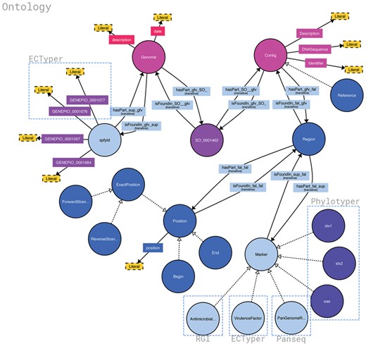 Structure of the Spfy graph database. Brackets highlight the source of different data points and the software it was generated from. Data are added in as the analysis modules complete, at varying times, and the overall connections are inferred by the database. Non-bracketed sections are sourced from the uploaded genome files or user-supplied metadata. Figure was generated using http://www.visualdataweb.de/webvowl/.