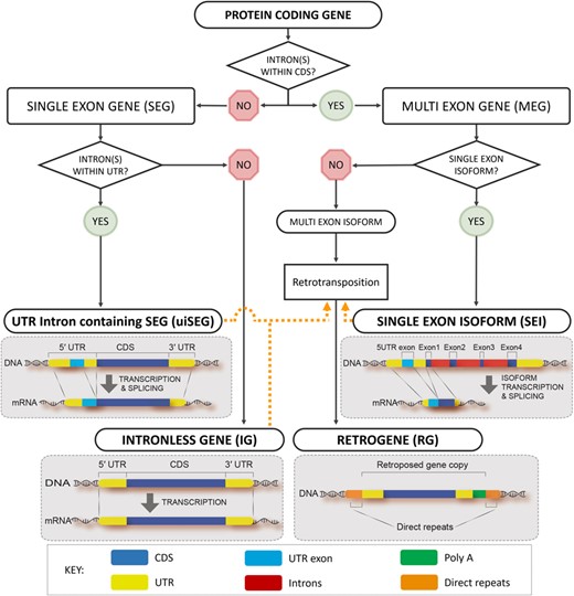 Workflow for developing a structured vocabulary (ontology) to distinguish different types of single exon CDSs. UTR intron containing genes (uiSEG); Intronless Gene (IG); Single Exon Isoform (SEI) and Retrogene (RG). Orange dotted lines connect genes to retrogenes via retrotransposition processes. CDS = protein coding region; UTR = untranslated region. The orange dotted lines connect RGs with potential parental genes. RGs are synonymous with IGs only when the retrotransposition origin of these sequences can be implied.