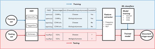 The workflow of our human kinome curation system including three steps: NER, feature extractor and training/testing.