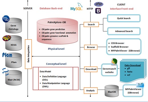 Overview of the PalmXplore system architecture. The system architecture is based on the client/server architecture. The PalmXplore-DB contains a list of predicted oil palm genes, functional annotations of the genes with integrative access to external databases and oil palm genome scaffolds and sequences.