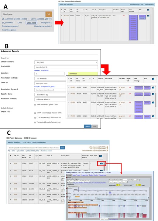 Search and browse options in the PalmXplore system. (A) Basic search: search oil palm genes by Gene ID, Scaffold ID, chromosome number, keywords, specific gene or location on the genome. (B) Advanced search: refine search results by entering multiple options. (C) MYPalmViewer: visualize and navigate searched gene in the oil palm genome sequence. Annotation data is also available. (D) CDS browser: browse the list of predicted genes.