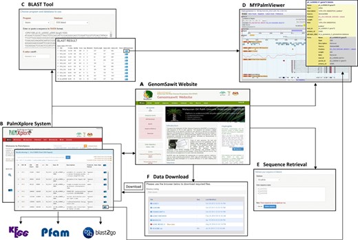 Interoperability with web portal and Bioinformatics analysis tools. (A) Genomsawit portal: a web portal for the oil palm genome information. Genome assemblies and gene models are available for download here. (B) PalmXplore system manages oil palm gene data deposition and queries. (C) BLAST as an alignment tool. (D) MYPalmViewer to visualise oil palm genomes, genes, genetic markers and others; (E) sequence retrieval of oil palm genomic data; and (F) data download facility.