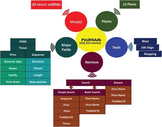 Overall representation of PVsiRNAdb.