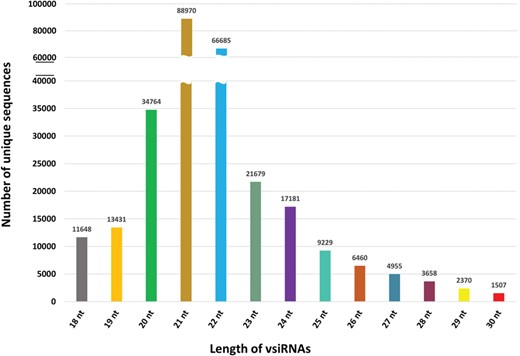 Length-wise distribution of all unique vsiRNA sequences in PVsiRNAdb.