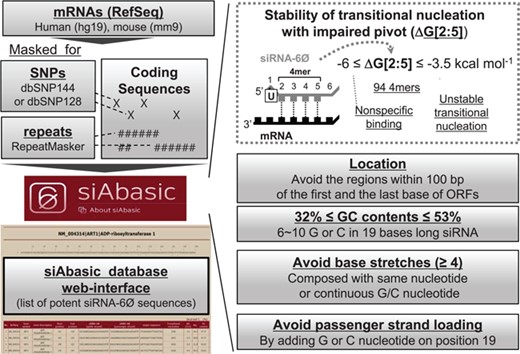 siAbasic designed potent siRNA-6Ø sequences. The workflow of siAbasic database is represented. The siAbasic designed potent siRNA-6Ø sequences targeting mRNAs in human and mouse genome. The results were offered through siAbasic database web-interface. Details are described in Materials and Methods section and in Supplementary Figure S6.