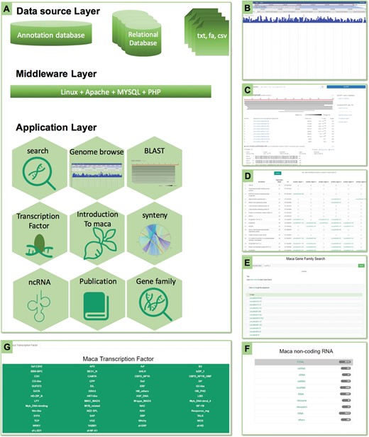 The framework of MGH and some highlights. (A) The MGH database consists of three layers: the data source layer stored in the cloud server, the middleware layer for the software and tools and the application layer for multiple data and bioinformatics tools. (B) The JBrowse tool for visualizing the genome and genetic sequence. (C) The BLAST tool for sequence similarity search. (D) The gene synteny between the two Brassicaceae plants A. thaliana and L. meyenii. (E) Gene family search page. (F) The ncRNA page.
