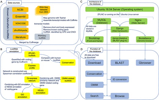Implementation of the database. (A) Data sources. (B) LncRNA annotation. (C) Architecture of the database. (D) Function of the database.