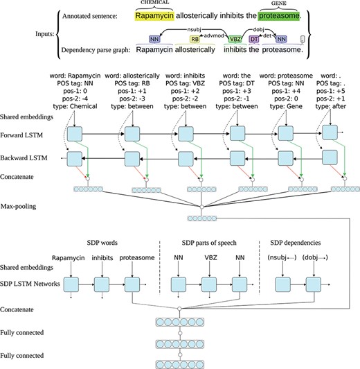 Architecture of one neural network in the I-ANN ensemble. The figure illustrates the architecture of one neural network in the I-ANN ensemble with an example sentence from the CHEMPROT training set and its dependency parse graph as the inputs. The model utilizes three LSTM chains for learning SDP vector representation and two LSTM chains (forward and backward) for learning full sentence vector representation. The words, POS tags and dependency types along the SDP connecting the CHEMICAL entity (“Rapamycin”) to the GENE entity (“proteasome”) are mapped into their corresponding vector representations (embeddings) and input to the three SDP LSTM chains. Simultaneously, for each token of the sentence, its word, POS tag, position to the first entity, position to the second entity, and token-type are mapped into their embeddings and concatenated. Forward and backward sequences of the resulting token representations are input to the forward and backward sentence LSTM chains, resulting into two hidden representation for each token (forward and backward), which are further concatenated to obtain final representations of the sentence tokens. Applying max-over-time pooling on these representations produces a vector representation for the full sentence. The outputs of the last LSTM units of the three SDP chains and the full sentence vector representation are concatenated together and the resulting higher dimensional vector is input to a hidden dense layer. The hidden layer finally connects to the decision (classification) layer, which has a softmax activation. The word and POS tag embeddings are shared among the SDP and the full sentence LSTM chains.