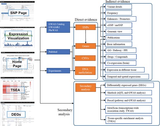 Schematic diagram describing data collection, features and applications of ANCO-GeneDB. The data in ANCO-GeneDB were collected and curated from various sources and were organized at three levels: (i) genes and genetic variants with direct association evidence in the ANCO phenotypes; (ii) indirect annotations on ANCO genes and genetic variants; and (iii) secondary analyses, including TSEA, Sherlock, PASCAL and MetaXcan analyses. Full names of the abbreviations are provided in the main text.