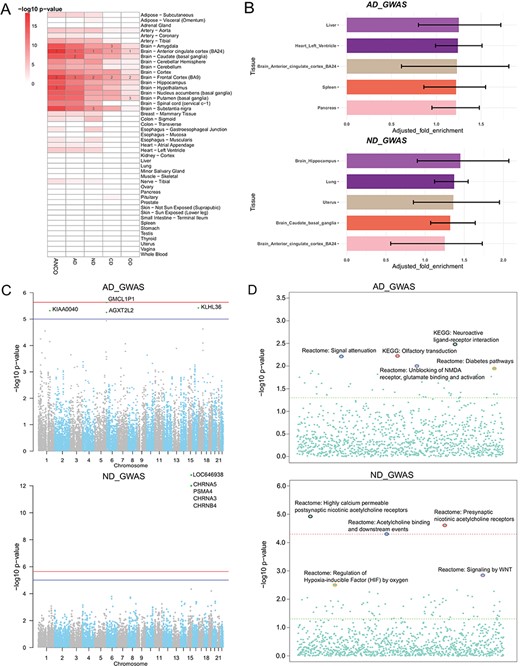 Secondary analysis of ANCO-associated genetic variants and genes. (A) TSEA of ANCO-associated genes (each individual gene set and the combined) using 47 GTEx (v7) tissues. Color is proportional to –log10 (P-value), where P-value was obtained from Fisher’s Exact Test. For each gene set, the top 3 most significantly enriched tissues are labeled. (B) eQTLEnrich analysis of the GWAS summary statistics for AD and ND (GTEx v6). The x-axis shows the adjusted fold enrichment. The black lines display 95% confidence interval. (C) Manhattan plots showing the distribution of gene-based P-values obtained by PASCAL analysis. The blue line indicates P = 1 × 10−5 and red line for P = 2.31 × 10−6 (Bonferroni correction threshold). (D) Distribution of the pathway enrichment analysis by PASCAL. The green line indicates P = 0.05 and red line for P = 4.64 × 10−5 (Bonferroni correction threshold).
