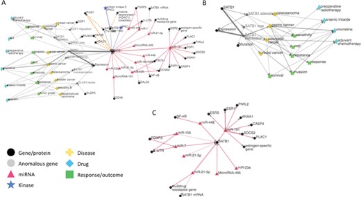 (A) iTextMine network for human SATB1. (B) Sub-network of the human SATB1 network focusing on therapeutic response. (C) Sub-network highlighting the SATB1 regulation by miRNAs.