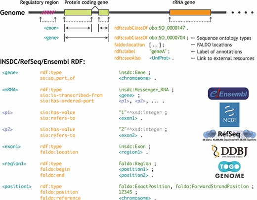 Standardization of the genome annotation coordinate system by FALDO.
