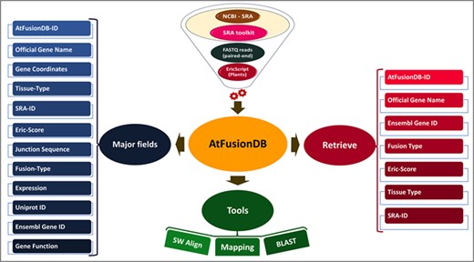Overall representation of AtFusionDB.
