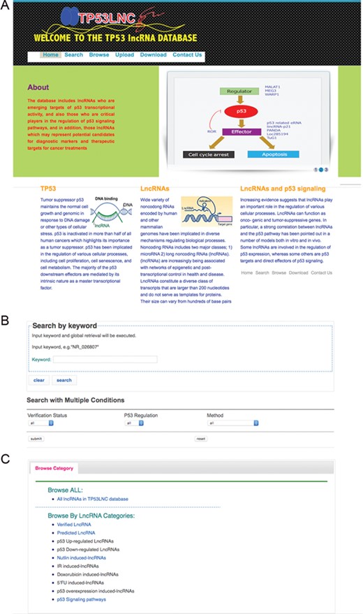 The web interface of TP53LNC-DB. (A) The homepage screen, (B) search screen and (C) preconfigured browsing options.