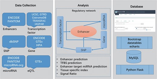 Main workflow of EnhancerDB. The data sources, workflow and database structure are displayed.
