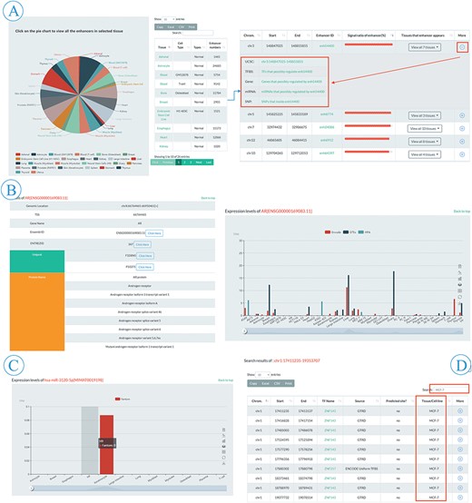 Browse and search flow of EnhancerDB. (A) Pie chart and information table of enhancers in 41 tissues/cell lines (left), including genomic loci, EnhancerDB id, Signal ratio of enhancers and tissues/cell lines name. ‘More’ column provides extra links to explore genomic features around enhancers, TF-enhancers, enhancer-genes, enhancer-miRNAs and SNPs within enhancers (right). (B). Detailed information of selected TF, including data source, expression level and external links, etc. (C) Expression level of miRNAs in multiple tissues/cell lines. (D) An example of secondary search for searching all TFBSs presenting in MCF-7 cell line in results using keyword “MCF-7”.