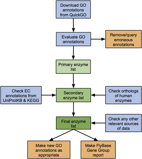 Workflow of the enzyme annotation review process. Blue boxes: download/evaluation steps; green boxes: assembly of the verified list of enzymes; orange boxes: tangible outputs.