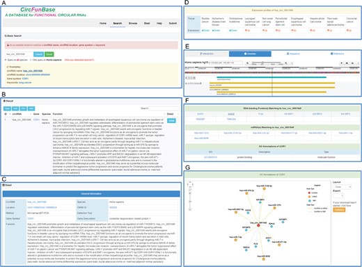 An overview of the user interface of CircFunBase. (A) The search page of CircFunBase. (B) Hsa_circ_0001946 as an example of input and the search result. (C) Detailed information of hsa_circ_0001946. (D) The expression pattern of hsa_circ_0001946. (E) Visualization of the circRNA genome location. (F) CircRNA-associated interactions and GO annotations of parent genes. (G) Visualization of circRNA-associated interactions.