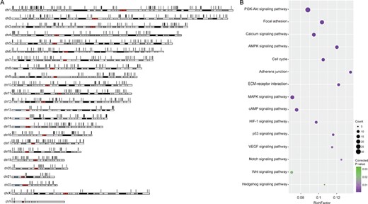 Human cancer circRNAs. (A) Genomic distribution of human cancer circRNAs. (B) Enriched KEGG pathways of parent genes of cancer circRNAs.