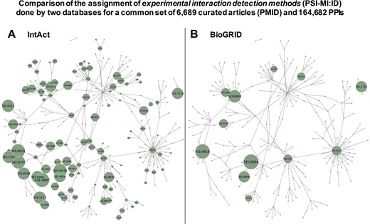 Comparison of the assignment of experimental interaction detection methods (PSI-MI:ID) done by 2 databases (IntAct and BioGRID), which included a common set of 6689 curated articles (PMID) and 164 682 PPIs. The detection methods are transformed in a network using the links between terms provided by PSI-MI. The networks include all the PSI-MI terms linked to `interaction detection method’ (271 terms, Table 1). Every term is depicted as a node in the network, and if the term is inside a green circle, it indicates that these terms are used to annotate the PPIs found by the corresponding database. (A) Corresponds to the network derived from IntAct data and (B) corresponds to the network derived from BioGRID data. The green circles are proportional to the number of times a term is used, and such circles are placed only when a term of the ontology is used.