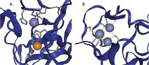 (a) The active site of Cu,Zn Superoxide Dismutase (PDB entry 2SOD). Here a single histidine residue links a zinc atom and a copper atom into a single functional unit. (b) A three zinc co-active site taken from PDB entry 6A5K. Both images are taken from ZincBind.
