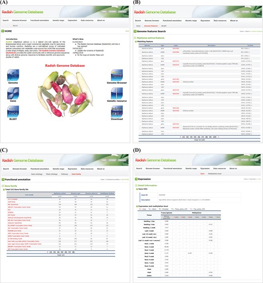 Snapshot of RadishGD home as well as ‘Search’, ‘Functional annotation’ and ‘Expression’ units providing a gene search feature, annotation and expression characteristics of protein-coding genes. (A) RadishGD home page at http://radish-genome.org (B) Access to an individual gene from genome features search. (C) The putative functions of gene groups predicted through gene family analysis. (D) Expression and methylation levels of each gene in various tissues are presented.