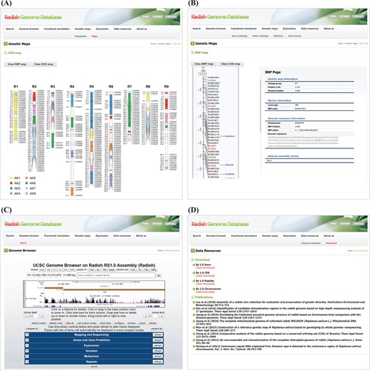 Snapshot of the ‘Genetic map’, ‘Genome browser’ and ‘Data resources’ units. (A) COS map providing access to molecular marker information. (B) Example of SNP marker on the SNP map. (C) The UCSC genome browser consisting of the following six tracks: read mapping and sequencing, gene models and gene predictions, expression data for 18 tissues, variation data for 17 genotypes, methylation data for 8 tissues and repeat sequence data. (D) Downloadable data and relevant works about radish genomics published to date are listed.