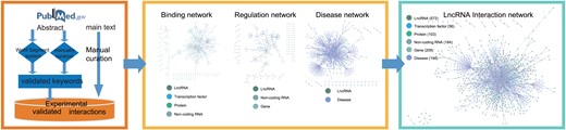 Data flow of LIVE. LIVE curated publications involved with lncRNA interactions from human and mouse to construct database.