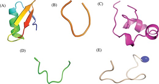 Representative structures of various immunosuppressive peptides: (A) margatoxin having helix and sheets, (B) cycloamanide B having cyclic structure, (C) peptide named as SEQ ID 30 exhibit helical, (D) Ac-1-9 having N-terminal acetylation and (E) H17 having C-terminal amidation stored in ImmunoSPdb.