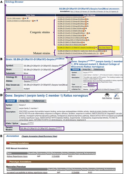 (A) The RS Ontology browser displaying the selected mutant strain ‘SS.BN-(D13Rat151-D13Rat197)-Serpinc1em2Mcwi’ with its congenic and mutant siblings listed in the same column and its parents on the left. The browser provides the link to the rat strain report page (B), which displays ontology ID and associated data. The report pages for strain (SS.BN-(D13Rat151-D13Rat197)-Serpinc1em2Mcwi), allele (Serpinc1em2Mcwi) (C) and the parent gene (Serpinc1) (D) are integrated by hyperlinks to each other. Annotations (E) are found in all the report pages and are expanded to show links to the curated terms and original references.