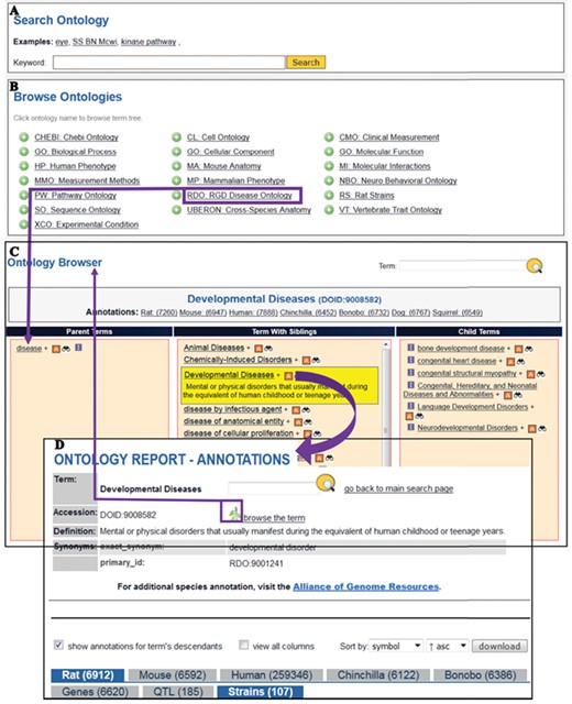 The Search Ontology (A) and Browse Ontologies (B) functions allow users to retrieve all strains annotated to a particular term. (C) The selected term ‘Developmental Diseases’ and its definition are highlighted in yellow in the center column with its child terms listed in the right column. The ‘A’ icon is a link to the ontology report page (D) listing all RGD objects annotated to the disease term ‘Developmental Diseases’ and its child terms. The links provided in the browser page and the ontology report page allow users to navigate between the terms and annotations. Strains associated with developmental diseases can be downloaded from the download button above the species tabs.
