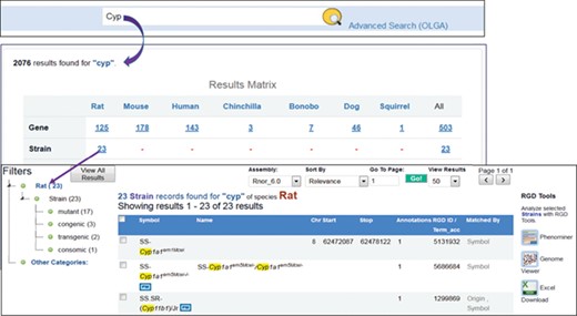 Finding rat strains associated with the cytochrome P450 superfamily. Using the keyword ‘cyp’ in the general search retrieves RGD data associated with the gene family. Returned results are displayed in a matrix with species as the column titles. There are 23 rat strains associated with the gene family.