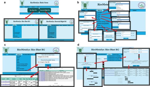 (A) Hompage of the RiceMetaSysB (biotic stress) database and two separate links for rice blast and BB RGs. (B) Different search options available in the database like genotype, tissue, stage, days, strain, common among varieties/strains, locus, physical position and resistant vs. susceptible genotypes search. (C) Resistant vs. susceptible search input, its output and hyperlink of locus search. (D) Interactive graph results of candidate genes in single and multiple strains.