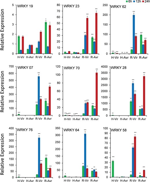Expression analysis of WRKY genes in blast-infected panicle tissues at three-time intervals. T means Tetep; H, HP2216 with virulent and avirulent M. oryzae strains. Asterisks indicate a significant difference compared with untreated at P < 0.05, by Student’s t-test.