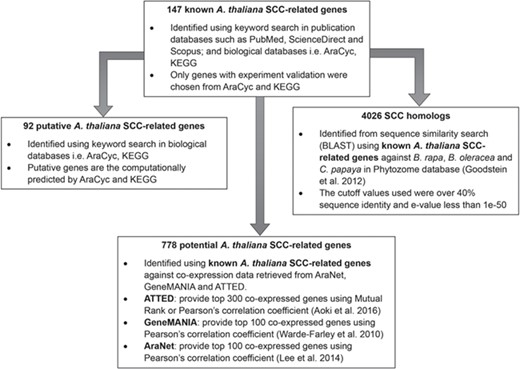 Identification of 92 putative A. thaliana SCC-related genes, 778 potential A. thaliana SCC-related genes and 4026 SCC homologs using 147 known A. thaliana SCC-related genes as queries.