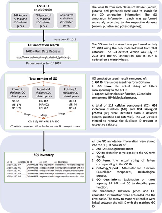 Detailed overview on the approaches used to identify and annotate GO terms to each SCC-related genes entry. Known, potential and putative A. thaliana SCC-related genes were used to search for the GO annotation information.