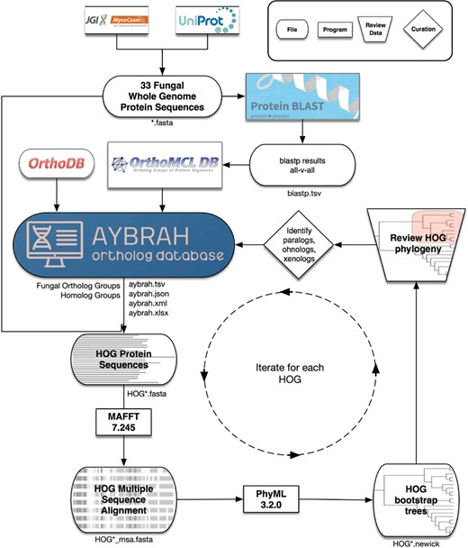 AYbRAH workflow for ortholog curation. A total of 33 fungal and yeast proteomes were downloaded from UniProt and MycoCosm. BLASTP computed the sequence similarity between all proteins. OrthoMCL clustered the proteins into putative Fungal Ortholog Groups (FOGs) using the BLASTP results. FOGs were clustered into HOmolog Groups (HOGs) using Fungi-level homolog assignments from OrthoDB. Multiple sequence alignments for each HOG were obtained with MAFFT, and 100 bootstrap phylogenetic trees were reconstructed with PhyML. The consensus phylogenetic trees for enzymes and transporters were reviewed and curated to differentiate between orthologs, paralogs, ohnologs and xenologs.