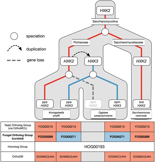 Example of over-clustering by OrthoMCL with the hexokinase family and its curation in AYbRAH. A gene duplication of HXK2 in Pichiaceae led to the HXK3 paralog. HXK2 was subsequently lost in Ogataea parapolymorpha but maintained in Komagataella phaffii. OrthoMCL was unable to differentiate between the Hxk2p and Hxk3p orthologs. Both ortholog groups are also assigned to the same Fungi-level ortholog group in OrthoDB.