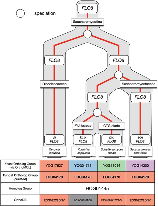 Example of under-clustering by OrthoMCL in the FLO8 ortholog group and its curation in AYbRAH. OrthoMCL dispersed the Flo8p proteins into multiple ortholog groups due to the low sequence similarity between the proteins. The proteins were merged into one ortholog group.