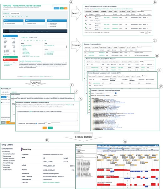 Highlights for the homepage, tools, overview pages and entry details of PamulDB. (A) The homepage with quick accesses to search, analysis tools and data for each strain. (B–E) An example of searching results and browsing genes, protein domains and subcellular localizations. (F) PamulDB gene ontology browser shows GO terms at multiple levels and can export sequences for each level. (G) Details for a genome feature, including data summary, genome location, sequences, protein domains, protein locations, gene ontology, homologs, phylogeny and publications. (H) PamulDB genome browser is built with JBrowse and used to graphically view genome features. (I and J) Analysis tools of BLAST and HMMER used for searching homologous sequences. (K) Analysis tool of SubLocPred used to predict protein subcellular localizations.