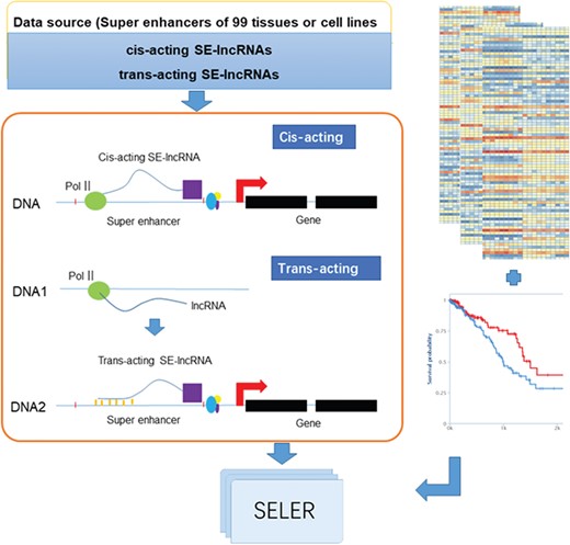 System overview of cancer-related SE-lncRNAs database construction. The workflow of cancer-related SE-lncRNA database construction mainly consisted of the following three sections: SE-lncRNA identification, cancer-related SE-lncRNA annotation and database construction. We first identified trans-acting and cis-acting SE-lncRNAs according to their regulatory mechanisms (left part of Figure 1). To explore cancer-related SE-lncRNAs, we identified significantly differentially expressed SE-lncRNAs and SE-lncRNAs with high prognostic values (right part of Figure 1). Moreover, we calculated the correlation coefficient along with the regulated genes of each cancer type to identify their truly regulatory relationships. Finally, the SELER database was built.