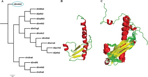 Illustration of a PASS2 superfamily with an extreme structural outlier domain. (A) Structural phylogeny of the members of the Ribonuclease PH domain 2-like superfamily (SCOPe superfamily ID: 55666) showing extreme structural outlier (d2nn6e2, circled in cyan). (B) Structure of the extreme structural outlier, d2nn6e2, and (C) the final superposed structure of remaining members after removal of extreme structural outlier.