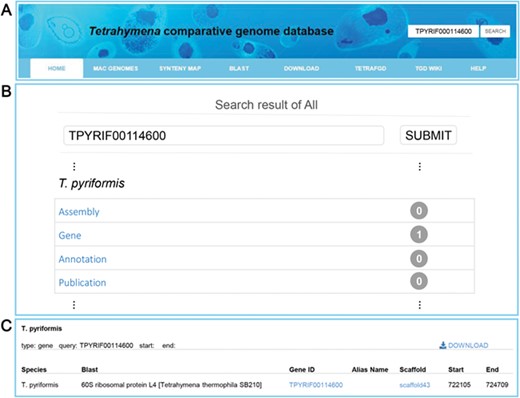 Search functions implemented into TCGD. (A) An integrated search box. (B) Screenshot of search result interface for gene TPYRIF00114600 through the integrated search box. (C) A brief gene description of TPYRIF00114600, including the species the gene belongs to, putative annotation based on NCBI BLAST hits and the gene location.