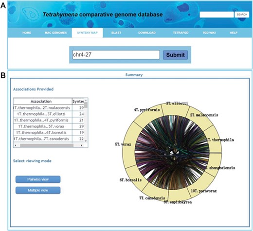 Visualization of a synteny map in TCGD. (A) The ‘collinear block ID’ or ‘Gene ID’ is inserted into the search box to acquire a synteny map for 10 Tetrahymena species. (B) A summary page shows genome associations and the number of genes for each genome pair for collinear block ID chr4-27. A circular diagram shows a general overview of the associations. To obtain the full synteny display, users can choose to enter either ‘Pairwise view’ or ‘Multiple view’ mode.